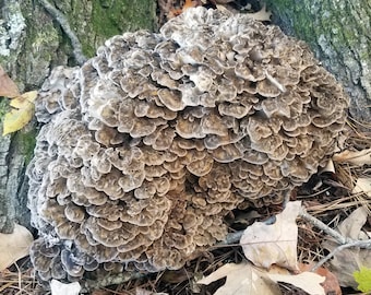 Pode incluir: Um grande cogumelo texturizado com uma aparência em camadas e com babados, crescendo na base de uma árvore. O cogumelo é uma mistura de tons marrons e castanhos, com uma estrutura densa e agrupada. Folhas caídas e galhos circundam a base do cogumelo.