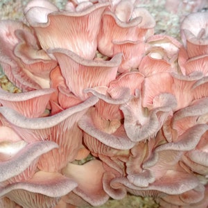 Pink Oyster Mushroom Liquid Culture