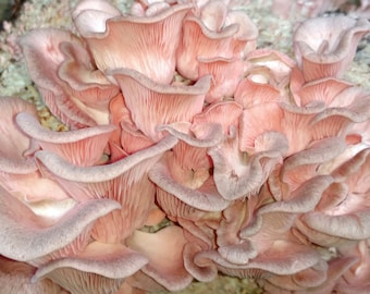 Pink Oyster Mushroom Culture