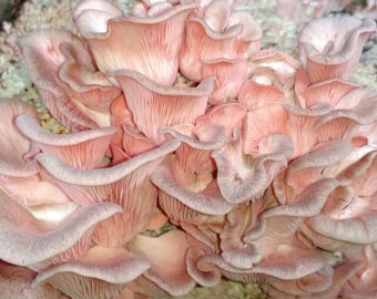 Pink Oyster Mushroom Liquid Culture