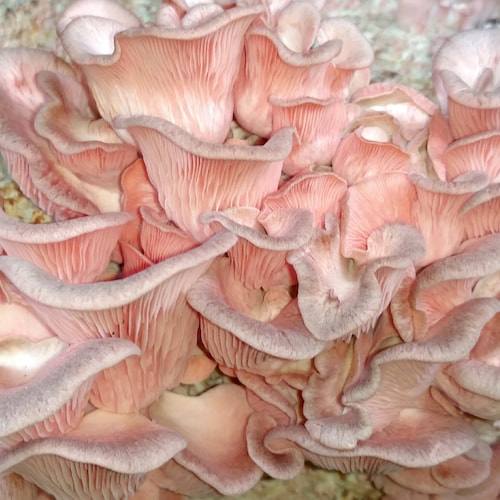 Pink Oyster Mushroom Liquid Culture