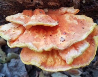 Chicken of the Woods Mushroom Culture