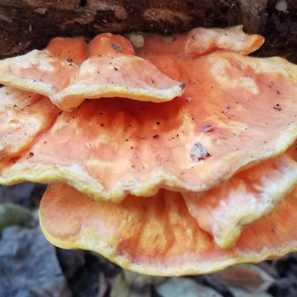 Chicken of the Woods Mushroom Culture