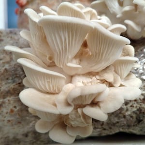 Oyster Mushroom Liquid Culture - your choice!