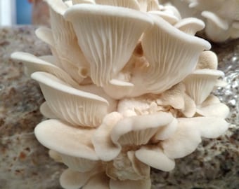 Oyster Mushroom Culture - your choice!