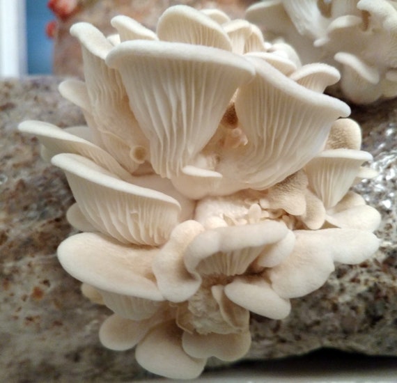 Oyster Mushroom Culture Your Choice - Etsy Israel
