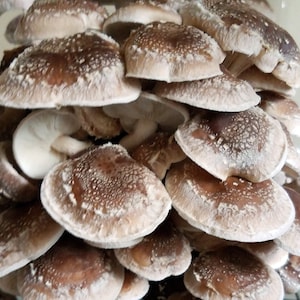 Shiitake Mushroom Liquid Culture