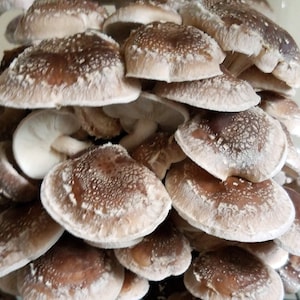 Shiitake Mushroom Culture image 1