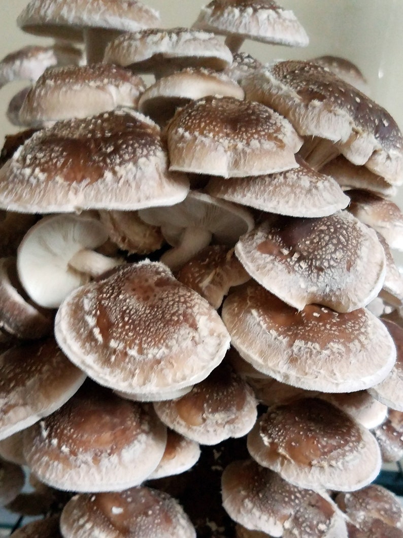 Shiitake Mushroom Culture image 1