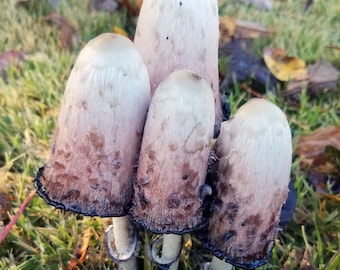 Shaggy Mane Mushroom Culture