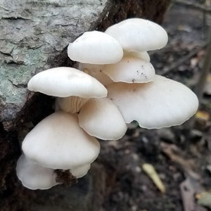 White Oyster Mushroom Liquid Culture