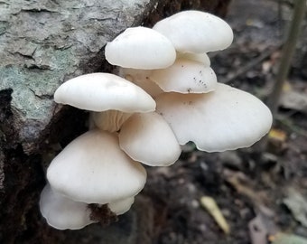 White Oyster Mushroom Culture