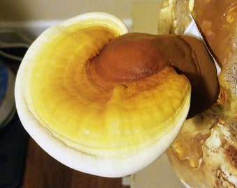 Red Reishi Mushroom Culture