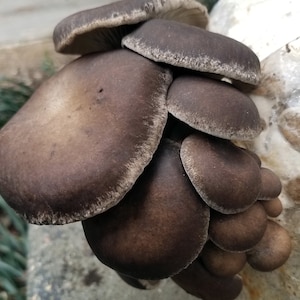 Black Pearl King Oyster Mushroom Liquid Culture