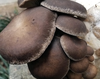 Black Pearl King Oyster Mushroom Liquid Culture