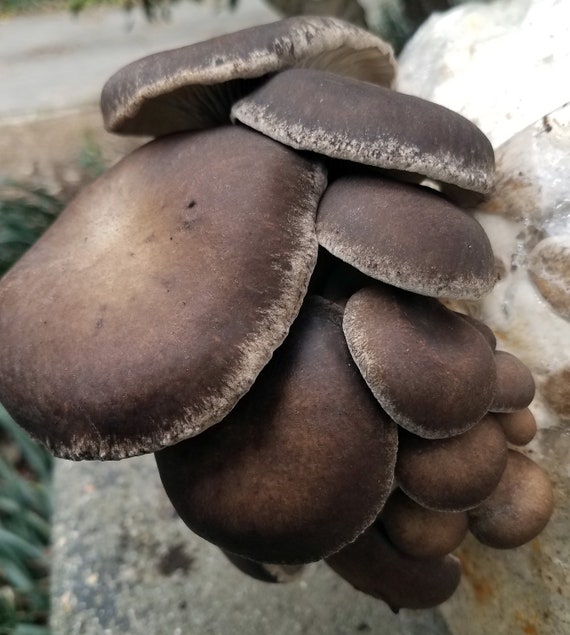 Black Pearl King Oyster Mushroom Liquid Culture - Etsy Finland