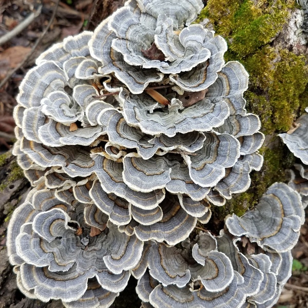 Turkey Tail Mushroom Grow Kits Etsy