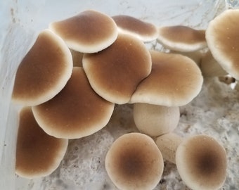 Pioppino Black Poplar Mushroom Culture