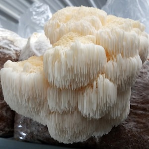 Lion's Mane Mushroom Culture