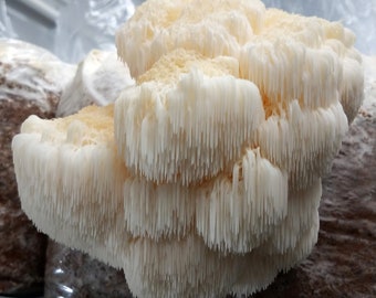 Lion's Mane Mushroom Culture