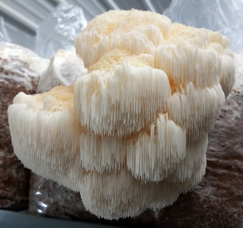 Lion's Mane Mushroom Culture image 0