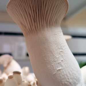 King Trumpet Oyster Mushroom Liquid Culture
