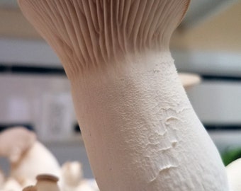 King Trumpet Oyster Mushroom Culture