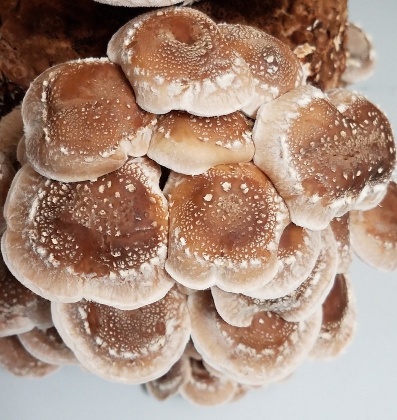Shiitake Mushroom Culture image 2