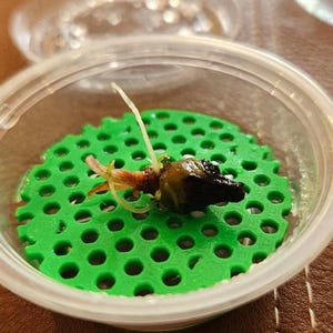 Puede incluir: Un recipiente de pl&aacute;stico transparente que contiene una peque&ntilde;a semilla oscura con un brote. La semilla descansa sobre un disco verde brillante perforado. Una fina ra&iacute;z blanca se extiende hacia arriba. El recipiente est&aacute; parcialmente abierto.