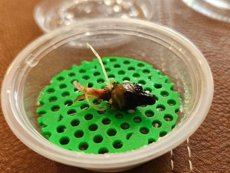 Puede incluir: Un recipiente de pl&aacute;stico transparente que contiene una peque&ntilde;a semilla oscura con un brote. La semilla descansa sobre un disco verde brillante perforado. Una fina ra&iacute;z blanca se extiende hacia arriba. El recipiente est&aacute; parcialmente abierto.