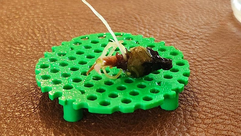 Puede incluir: Un objeto peque&ntilde;o y oscuro con un elemento claro en forma de hilo se encuentra sobre una plataforma verde brillante, circular y perforada. La plataforma tiene peque&ntilde;as patas. El fondo es una superficie marr&oacute;n y texturizada.