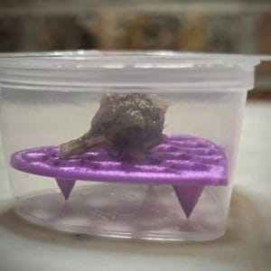 May include: A transparent plastic container with a lid, containing a small, dark object resting on a purple, heart-shaped platform. The platform has a grid pattern and is supported by three pointed legs.