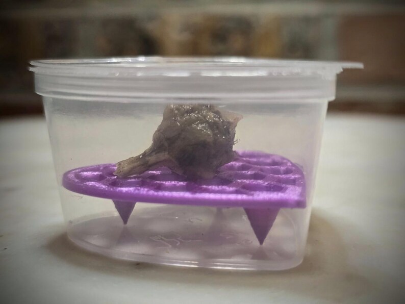 May include: A transparent plastic container with a lid, containing a small, dark object resting on a purple, heart-shaped platform. The platform has a grid pattern and is supported by three pointed legs.