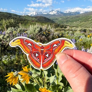 Grand Atlas Moth Vinyl Stickers