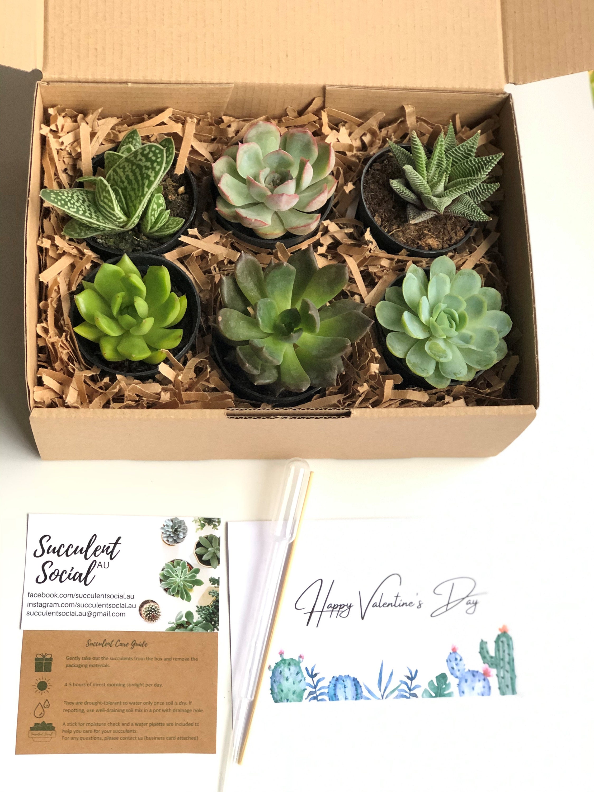 Succulent Gift Boxes With Personalised Card will Be Sent via Etsy