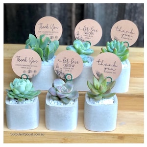 May include: Six small concrete pots containing succulents with personalised thank you tags. The tags are brown with white lettering and include the text "Thank You" and "Let Love Grow".
