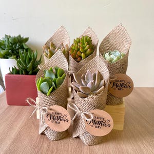 Mother’s Day Succulent in nursery pot wrapped in hessian with Mother’s day tag  for Mother’s Stall or Corporate Gifts of gifts for friends