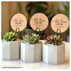 Succulent Wedding Favours: Hexagon Concrete Pot, Custom Tag - Weddings, Baby Showers, Corporate Gifts