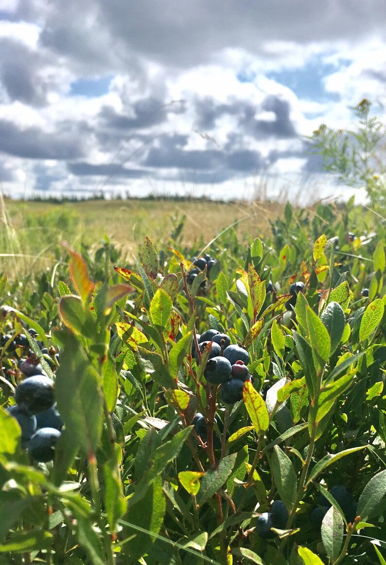 100 Wild Blueberry Powder. Made With the All Natural, Raw, Superfruit