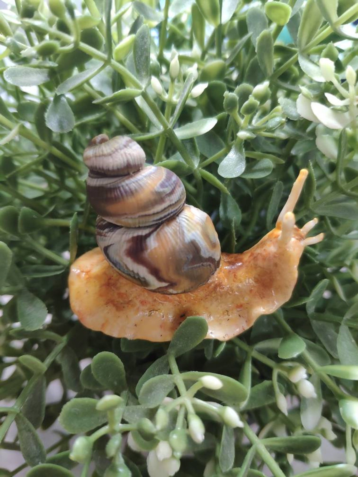 Realistic snail. Fake snail. Polymer clay snail Etsy
