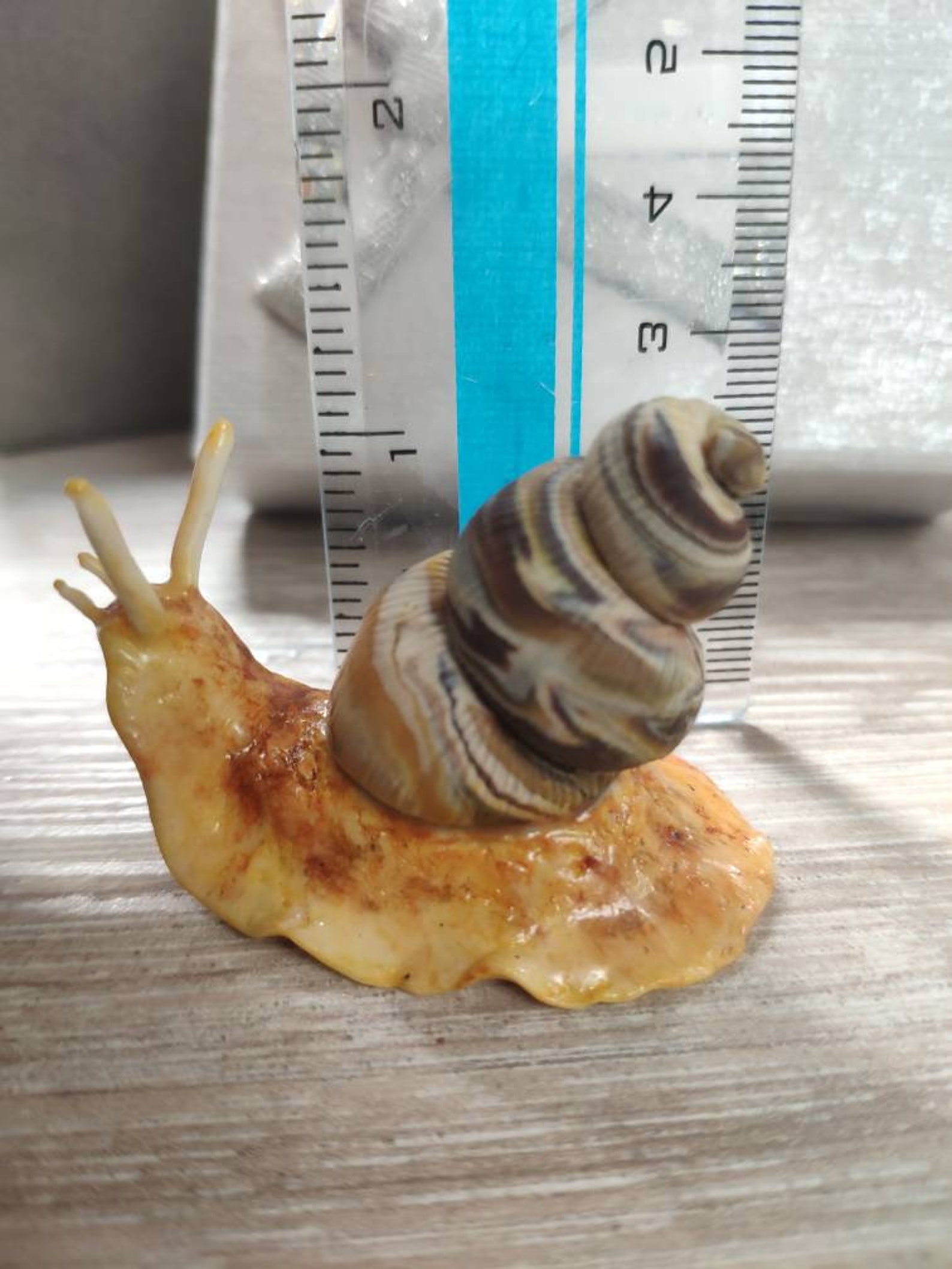 Realistic snail. Fake snail. Polymer clay snail Etsy