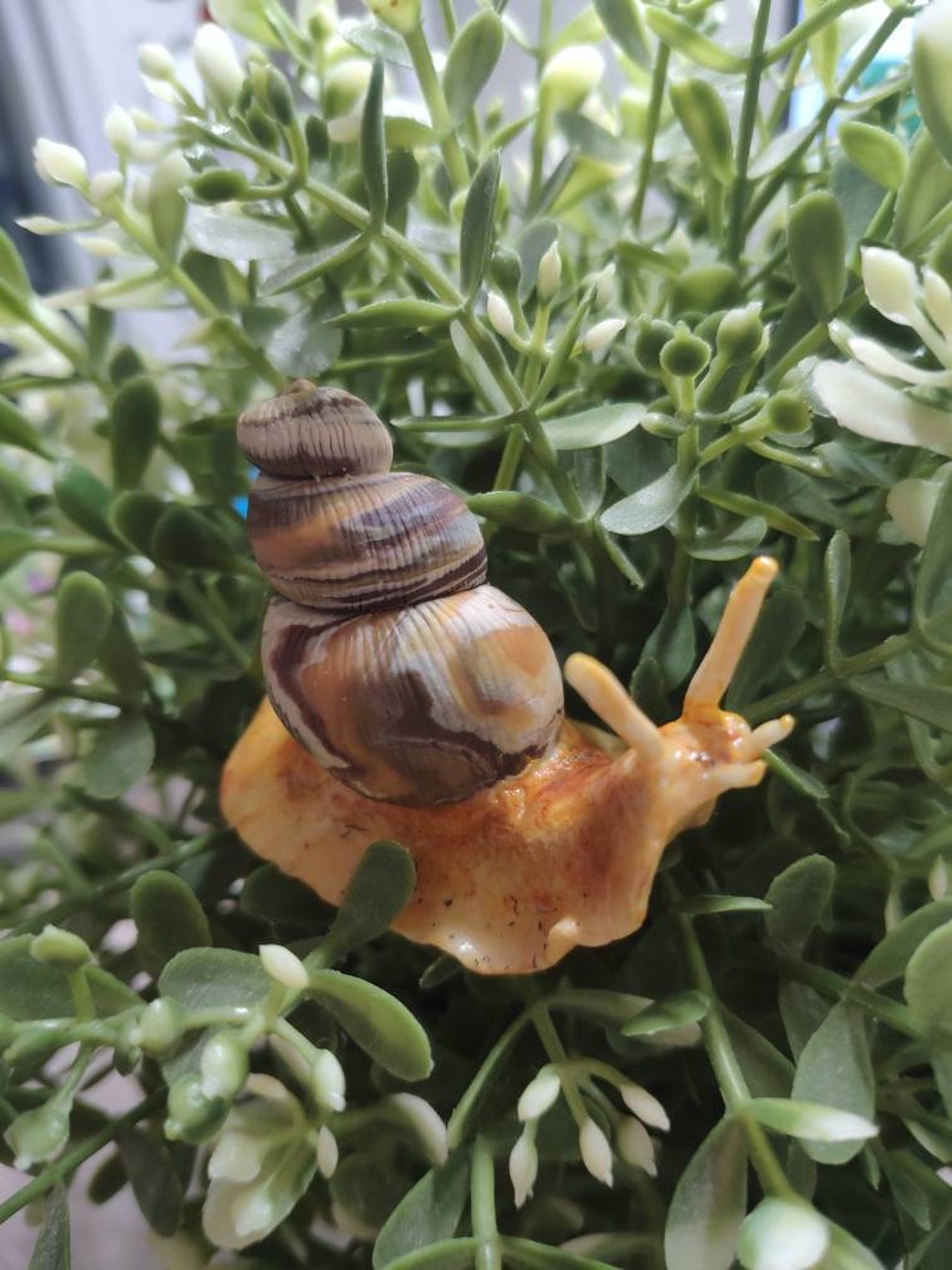 Realistic snail. Fake snail. Polymer clay snail Etsy