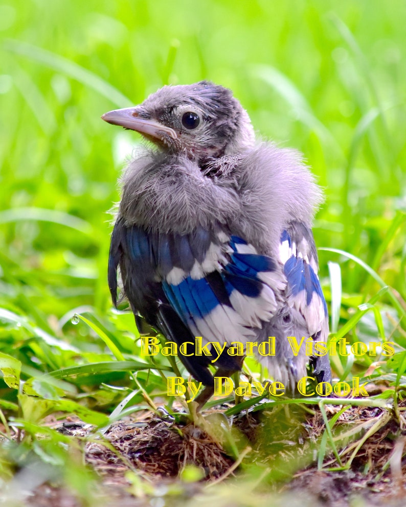 Baby Blue Jay Bird Digital Photo Download Etsy Baby Blue Jay Bird Digital Photo Download Etsy