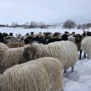 May include: A flock of sheep huddled together in a snowy field. The sheep are covered in white snow and some have black faces. The sheep are standing in a field of snow with trees in the background.