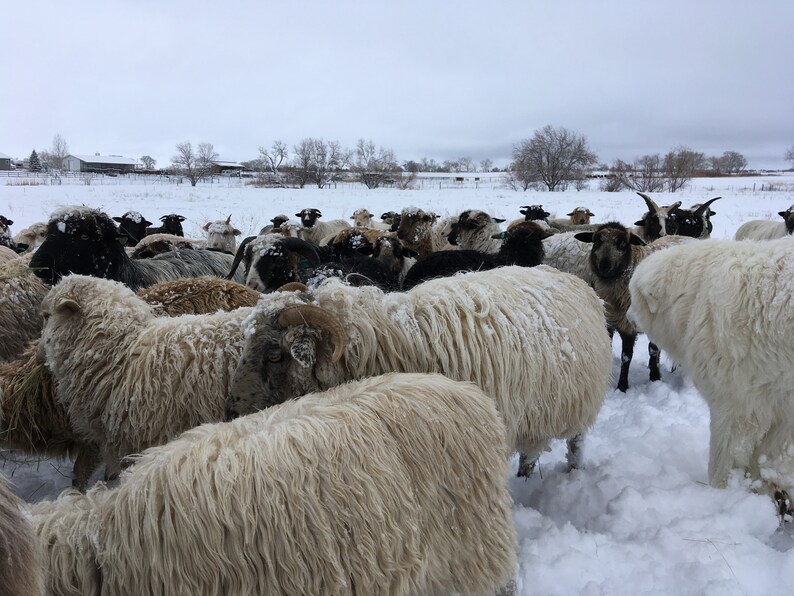 May include: A flock of sheep huddled together in a snowy field. The sheep are covered in white snow and some have black faces. The sheep are standing in a field of snow with trees in the background.