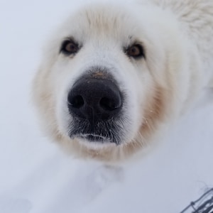 May include: A white dog with brown eyes looks directly at the camera. The dog's nose is black and wet. The dog is in the snow.