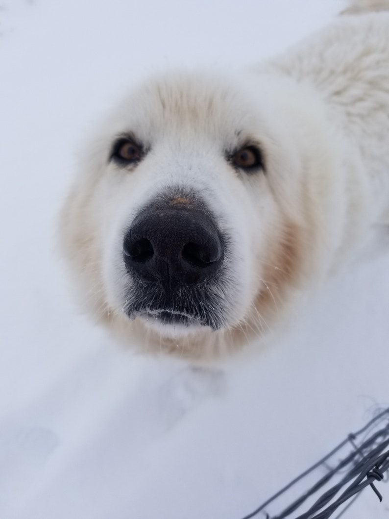 May include: A white dog with brown eyes looks directly at the camera. The dog's nose is black and wet. The dog is in the snow.