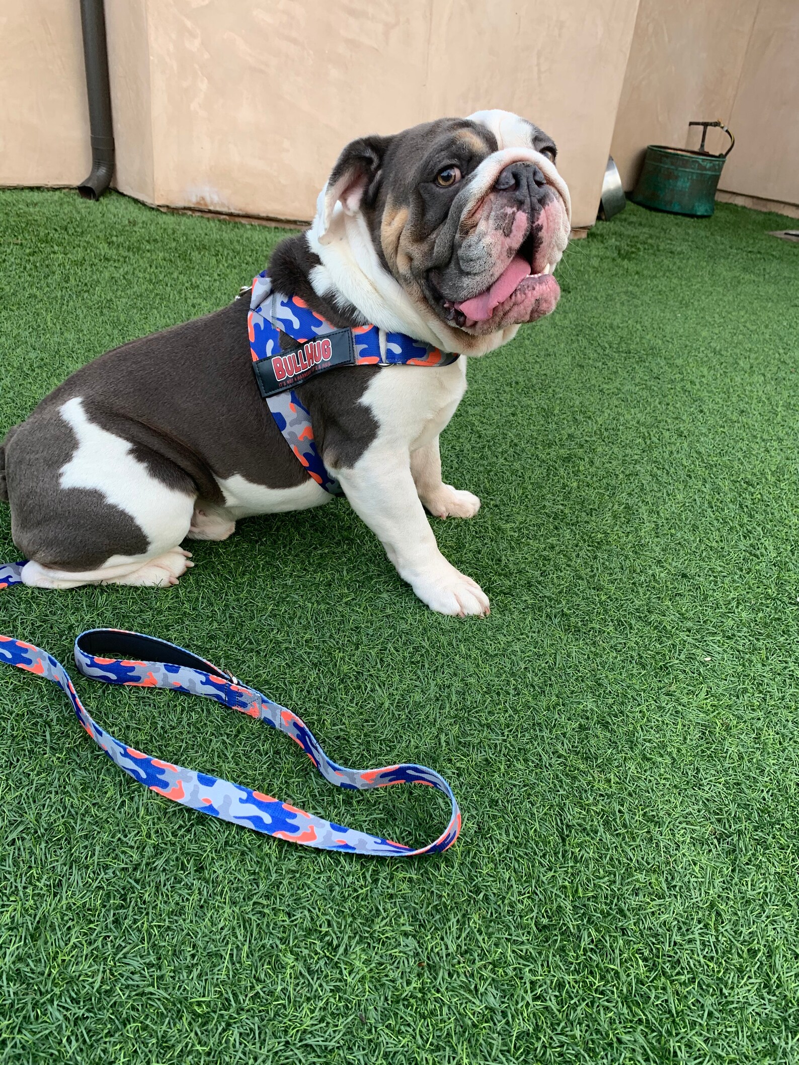 Dog Harness name tag sold separately Etsy