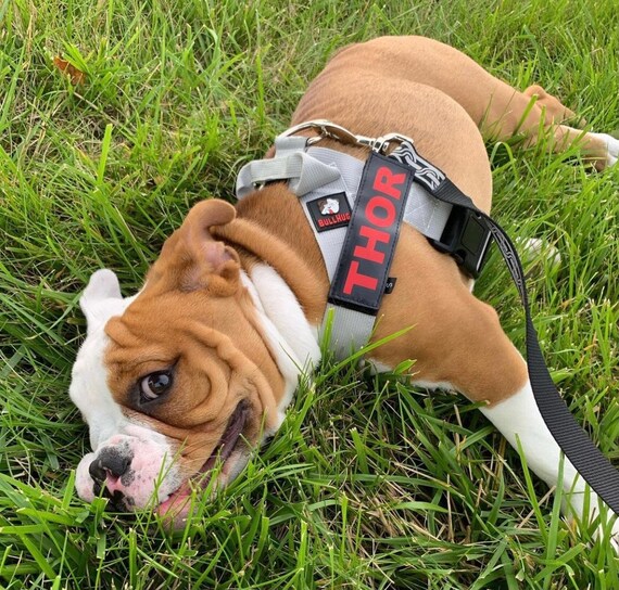 Dog Harness Name Tag Sold Separately Etsy