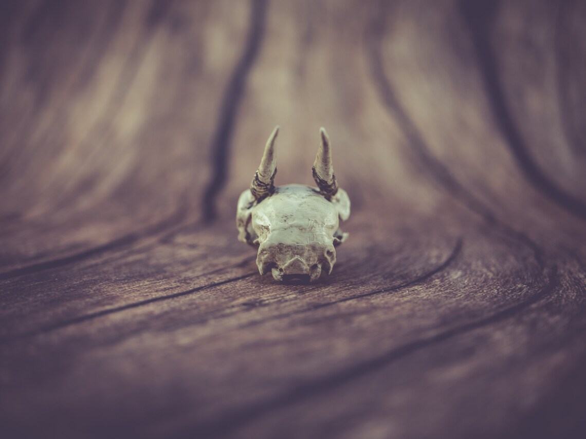Dik-Dik Skull Replica 3D Printed Vegan Taxidermy Cruelty | Etsy